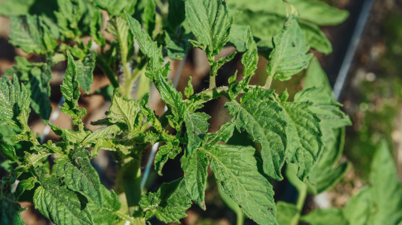 Tomatenblätter rollen sich ein