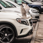 Vogelkot vom Autolack entfernen: So geht es ohne Kratzer Ein Vogel fliegt vor einer Reihe geparkter Autos