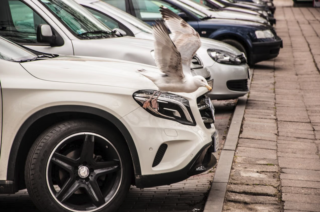 Ein Vogel fliegt vor einer Reihe geparkter Autos