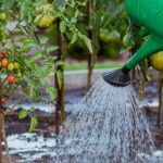 Wasser im Garten sparen Pflanzen mit der Gießkanne wässern