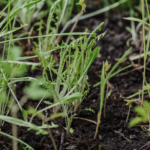 Unkraut nachhaltig entfernen: Methoden ohne Chemie Unkraut in einem Beet im Garten