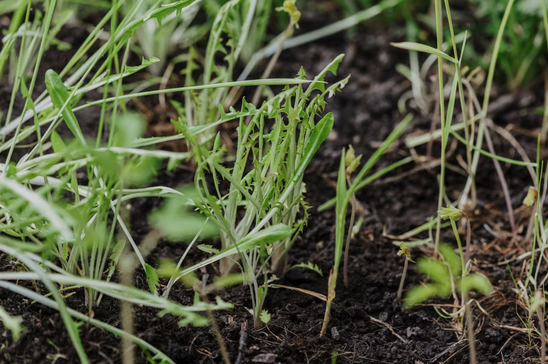 Unkraut in einem Beet im Garten