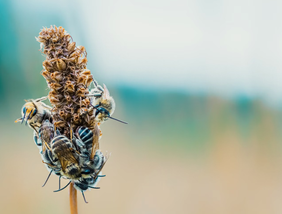 Bienen an einem Zweig.