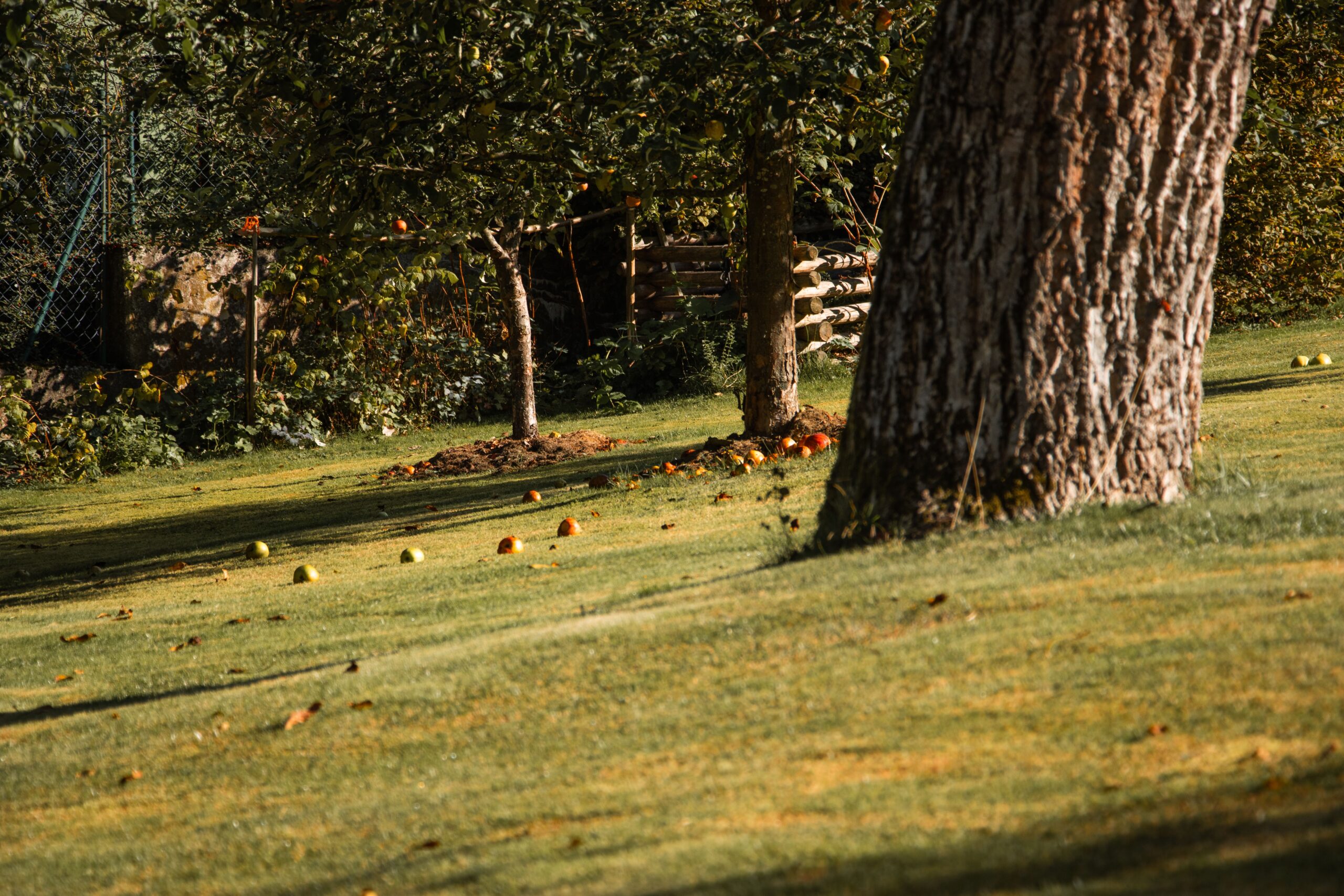 A serene apple orchard in Oberviechtach, Bavaria with fallen apples and autumn foliage.